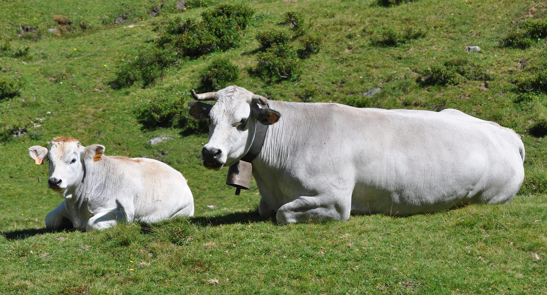 Vaches gasconnes